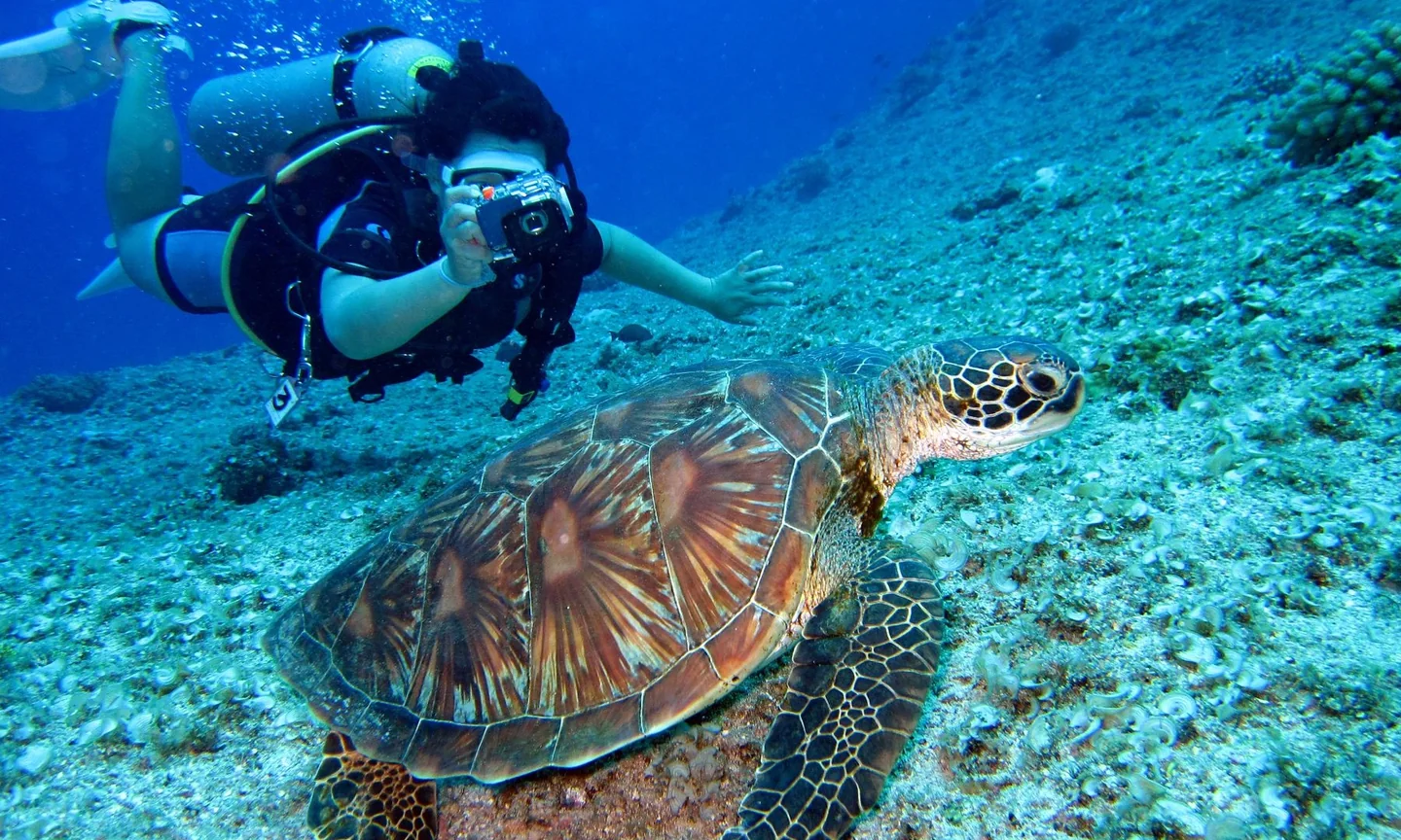 A diver photographing a sea turtle underwater